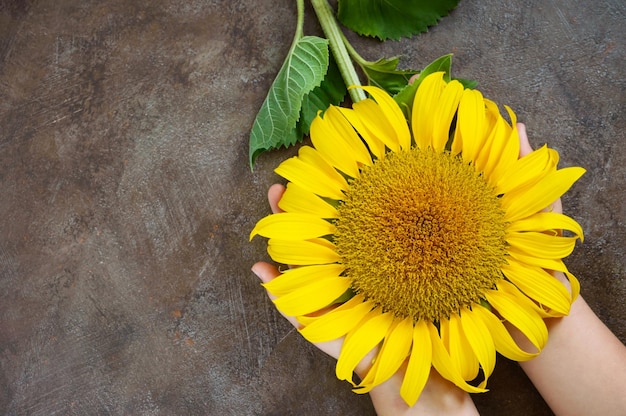 Children's hands hold a flower of a sunflower Top view Free space for your project