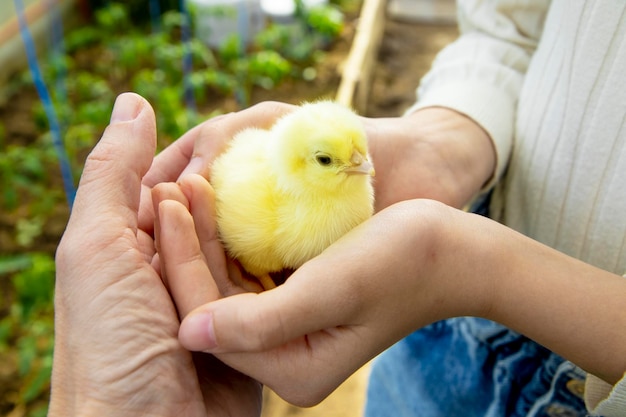 Children's hands hold a small chicken