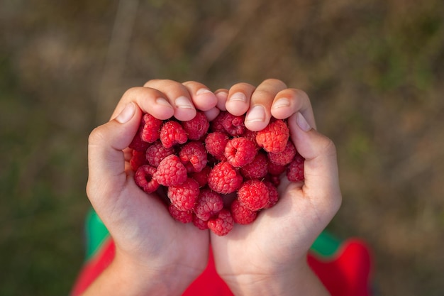 Children's hands holds a handful of fresh raspberries ready to eat on a summer day. Healthy eating.