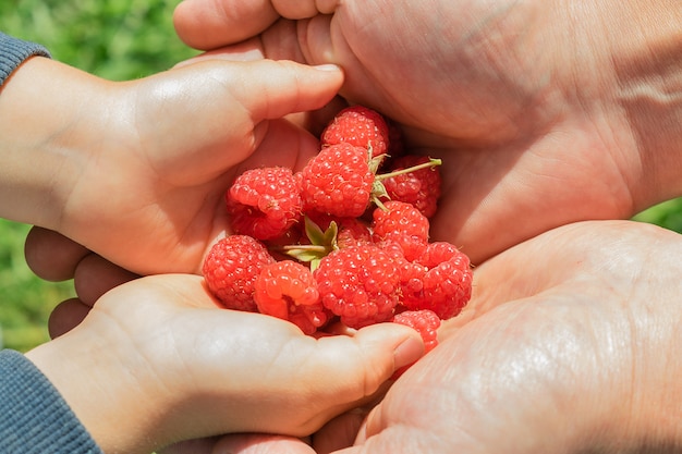 Children's hands in men's hands close up.In the hands of a child a handful of fresh raspberries. Summer concept.