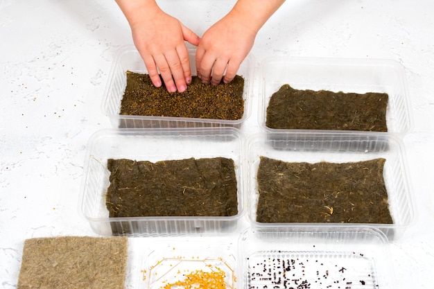 Children's hands plant microgreen seeds in containers on linen mats Planting seeds for the growth of microgreens at home The concept of proper vegan food