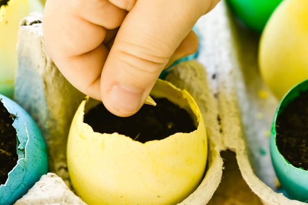 Children's manual planting of seeds in multicolored egg shorts Easter Closeup