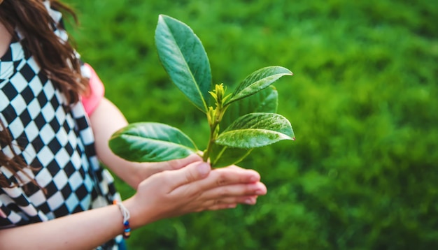 Children take care of nature tree in their hands Selective focus