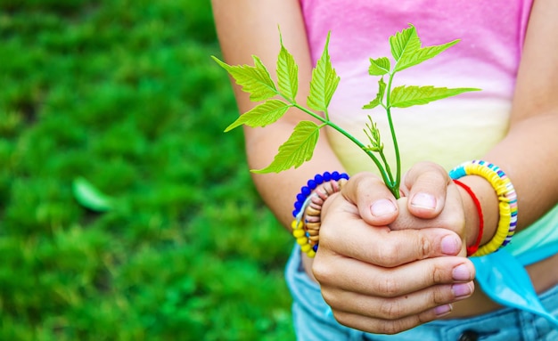 Children take care of nature tree in their hands Selective focus