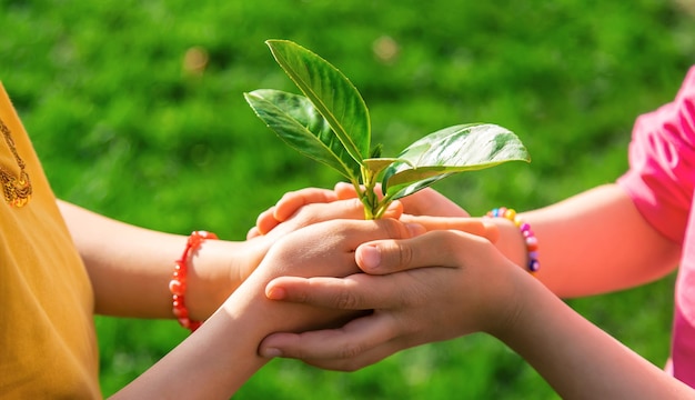 Children take care of nature tree in their hands Selective focus