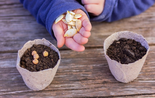 Childs hands hold pumpkin seeds for planting next to small pots of soil concept of farming gardening planting organic natural products