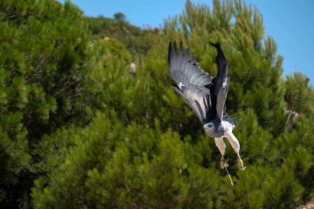 Chilean Blue Eagle at Mount Calamorro