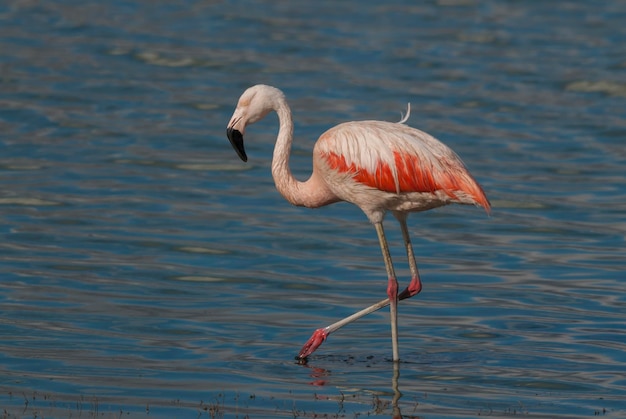 Chilean Flamingo Phoenicopterus chilensis La Pampa Argentina