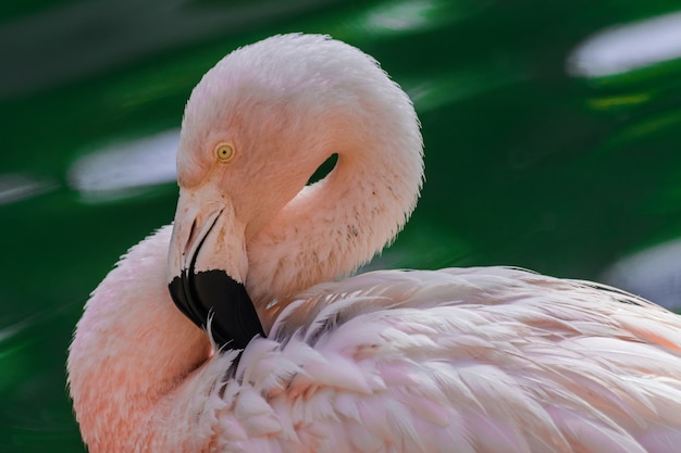 Chilean flamingo