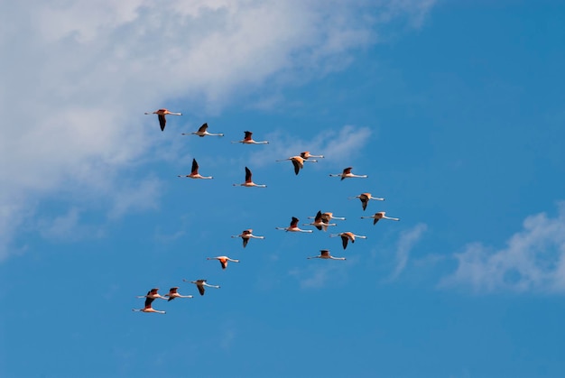 Chilean Flamingos flock in flight Patagonia Argentina