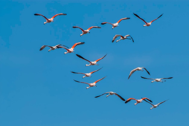 Chilean Flamingos flock in flight Patagonia Argentina