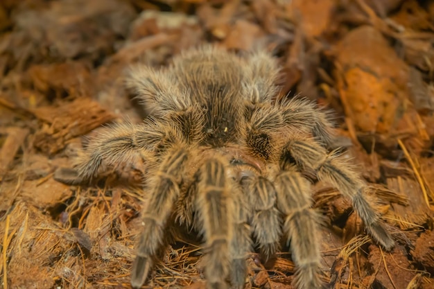 Photo chilean rose hair tarantula grammostola rosea one of the most docile of tarantulas this is generally the first pet tarantula people look for when buying