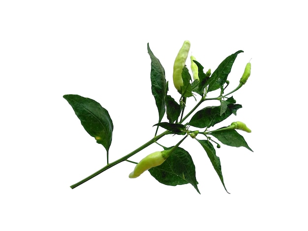 Chili or Capsicum annuum leaves on white background