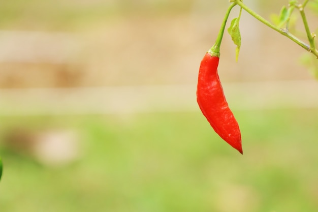 Chili pepper in garden