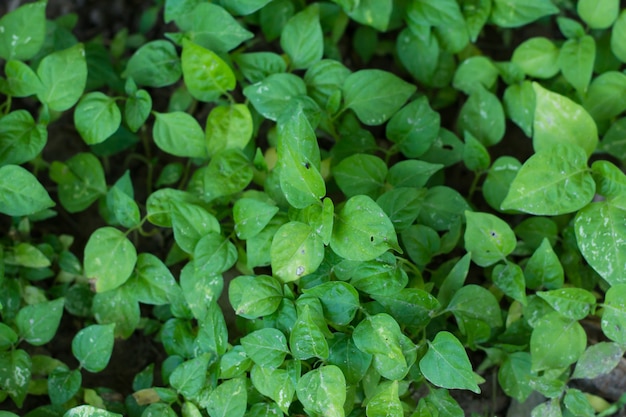 Chili pepper young tree plant