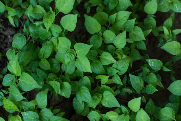 Chili pepper young tree plant