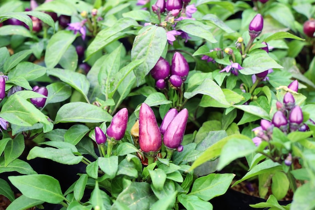 Chili peppers in garden