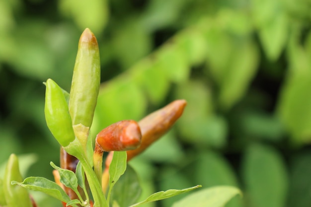 Chili peppers in garden