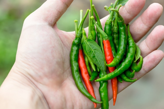 Chili peppers on hand in the garden