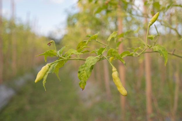 Chili plants bear fruit in the field