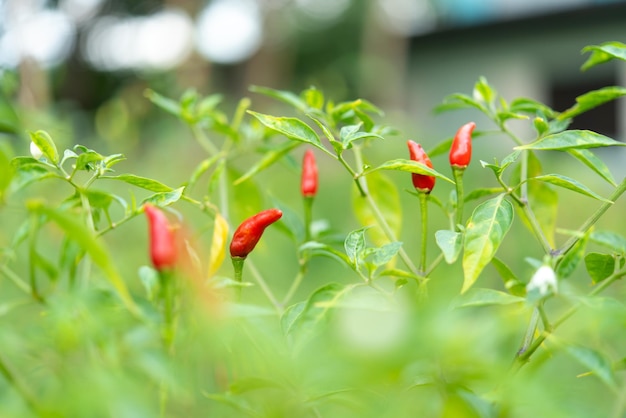 Chilli peppers or red chilies in farm