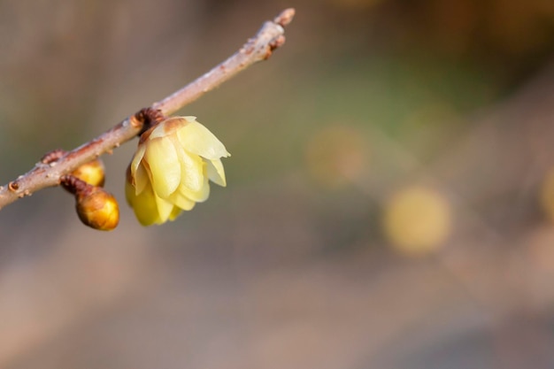 Chimonanthus praecox under backlight in early spring