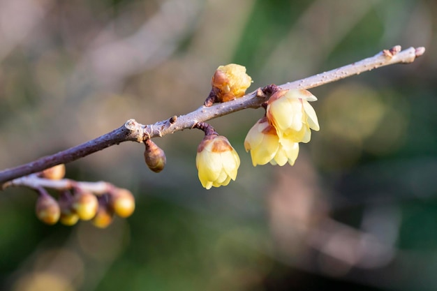 Chimonanthus praecox under backlight in early spring