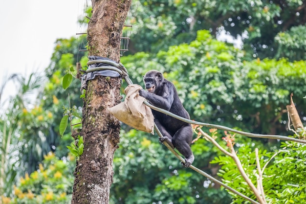 Chimpanzee on rope with bag in her hands