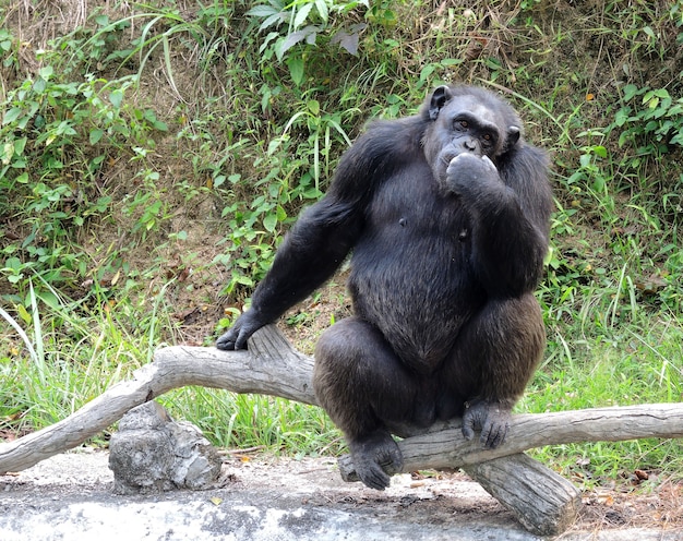  Chimpanzee thinking