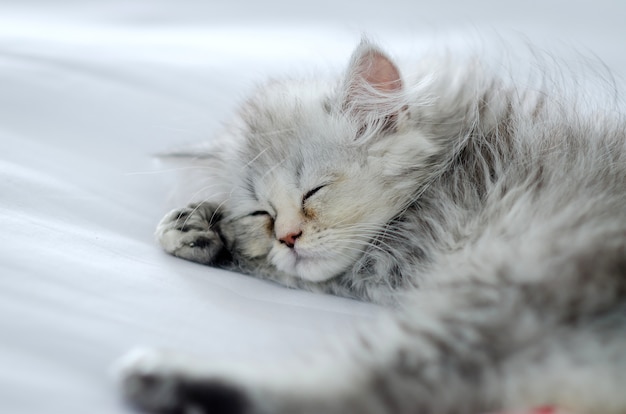 chinchilla persian cat sleep on white bed