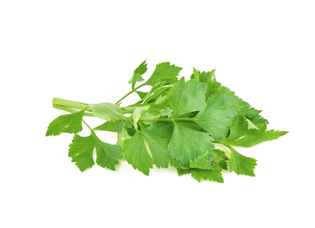 Chinese Celery isolated on white background