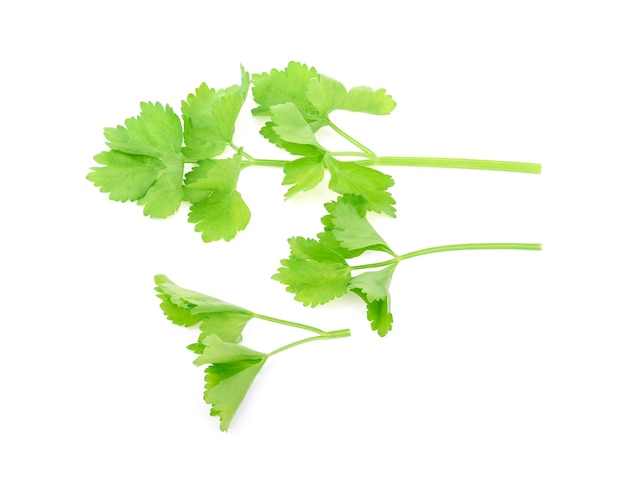 Chinese Celery isolated on white background