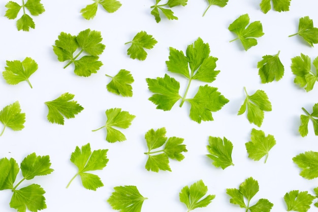 Chinese celery on white background