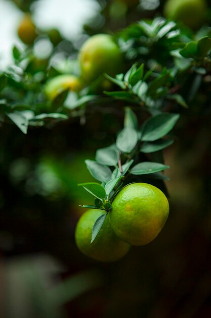 Chinese Chinese New Year favorite fruit orange orange tree auspicious