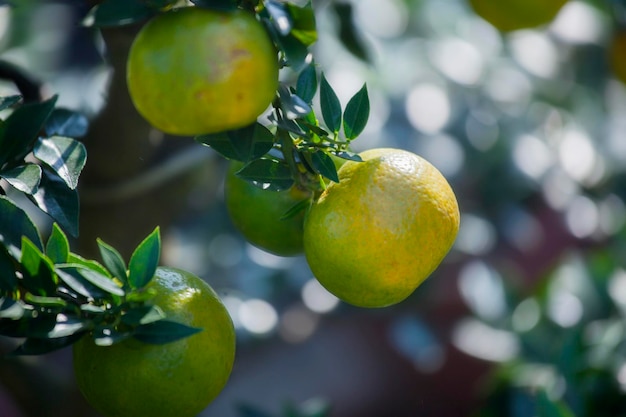 Chinese Chinese New Year favorite fruit orange orange tree auspicious