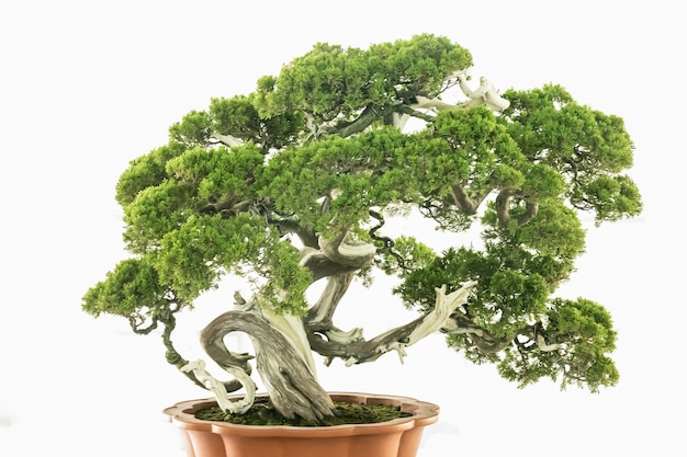 Photo chinese classical art bonsai against a white background