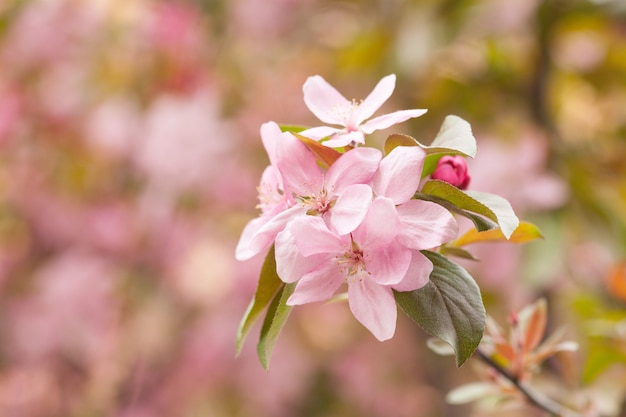 Chinese flowering crab-apple blooming. pink bud on a apple tree branch in spring bloom.