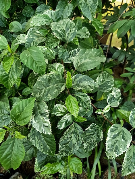 A chinese hibiscus plant with green leaves and white and green leaves