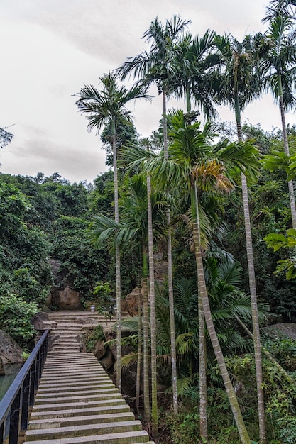 Chinese jungle island of Hainan