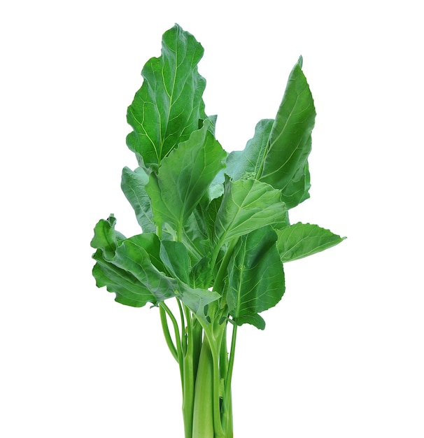 Chinese Kale isolated on white