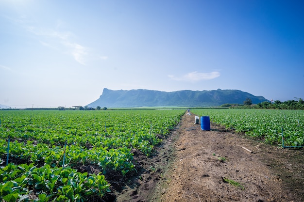 Chinese Kale planted in the garden with mountain background