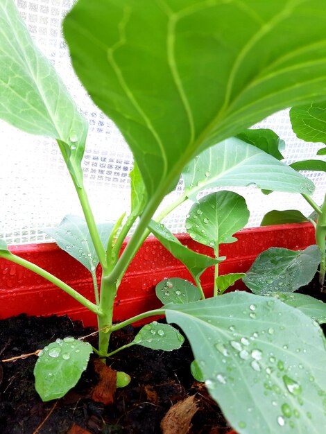 Chinese kale in vegetable garden Fresh green organic Chinese kale vegetable plant on the farm