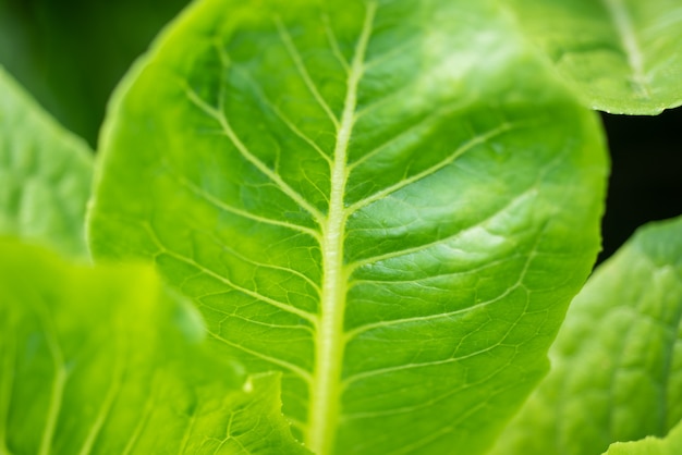 Chinese kale in vegetable garden