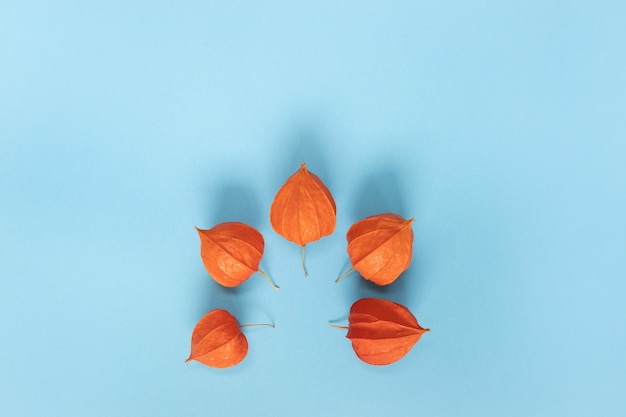 Chinese lantern (Physalis franchetii) plant on Blue  Branch of physalis.