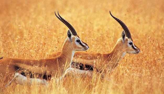 Chinese National treasure Tibetan antelope chiru