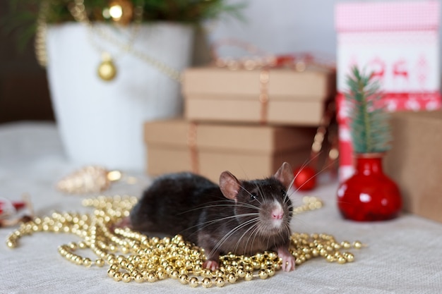 Chinese new year rat with festive decorations. 