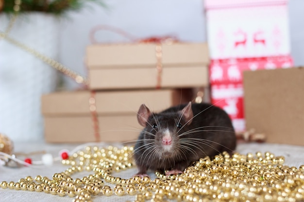 Chinese new year rat with festive decorations. 