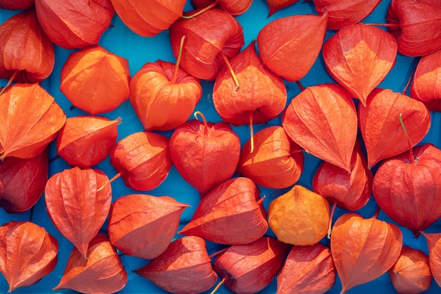 Chinese Physalis on blue background