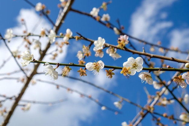 Chinese plumJapanese apricotbloom white flower beautiful