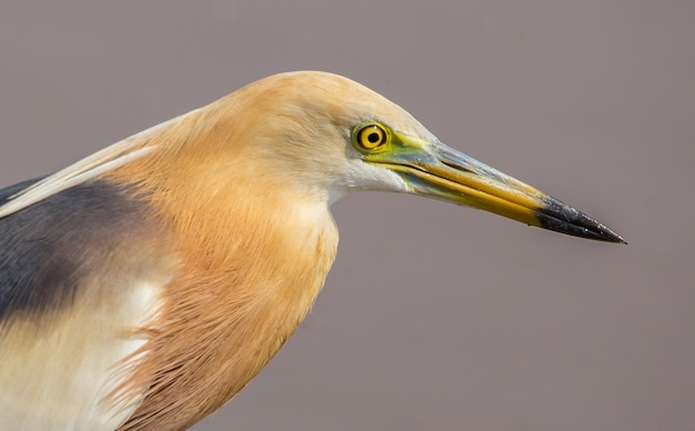 Chinese Pond Heron in the fields of Thailand